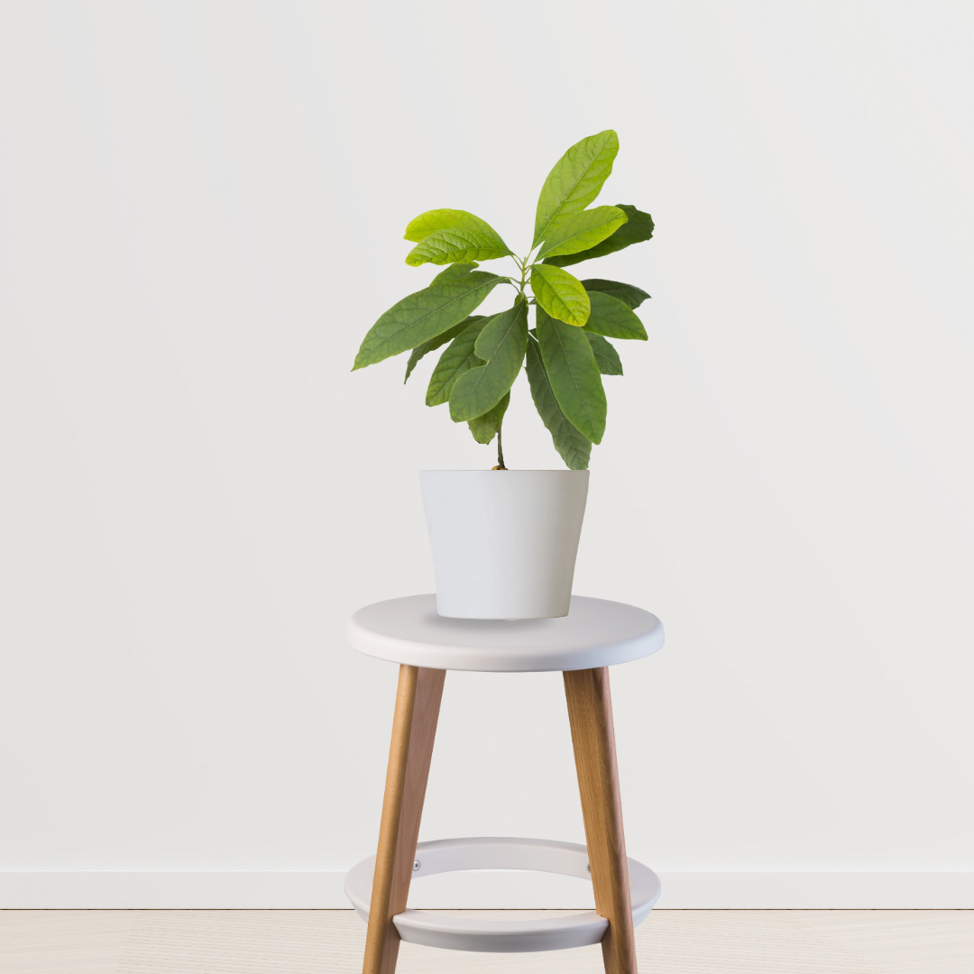 Thailand black jamun plant
