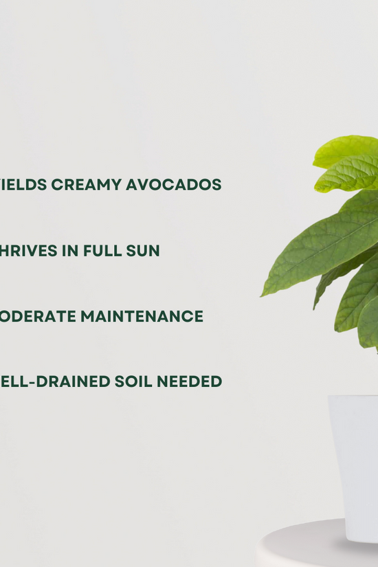 Thailand black jamun plant
