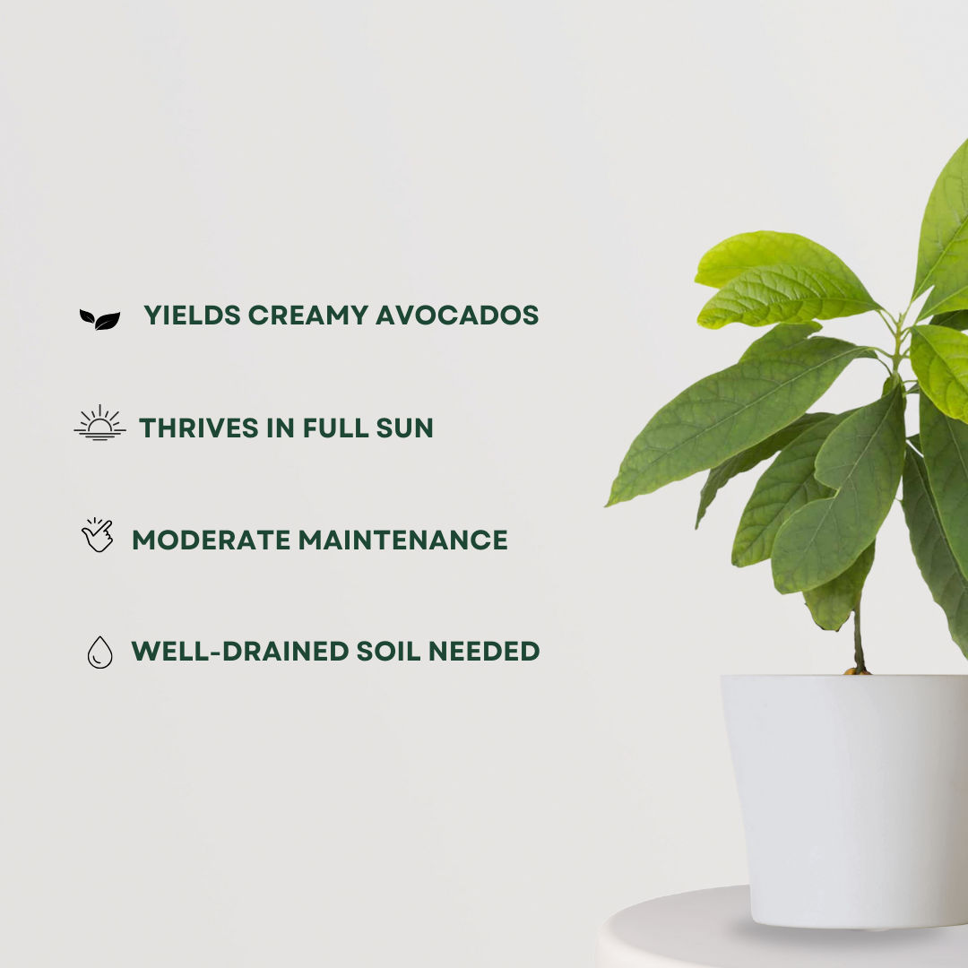 Thailand black jamun plant
