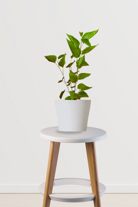 Small-sized jamun fruit plant
