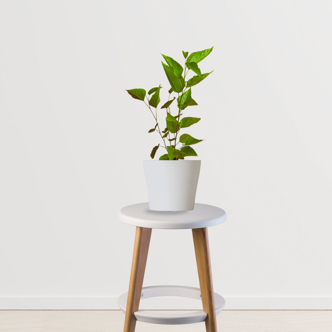 Small-sized jamun fruit plant
