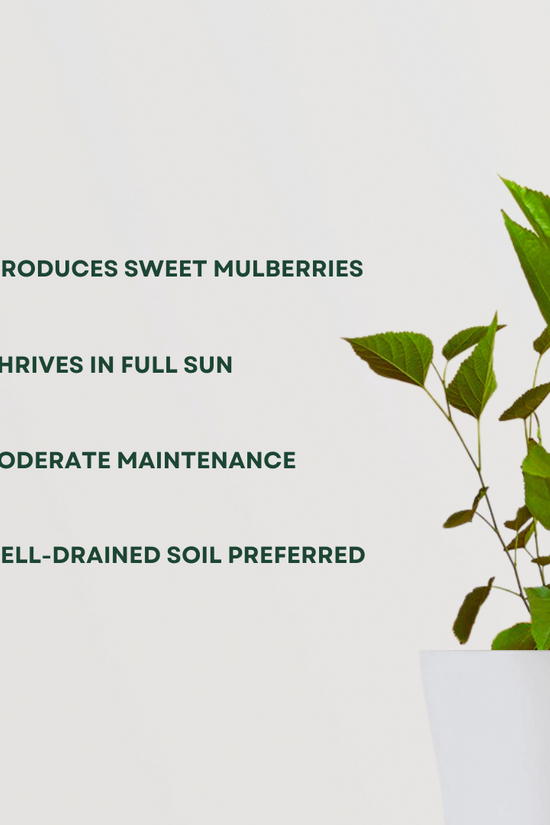 Small-sized jamun fruit plant
