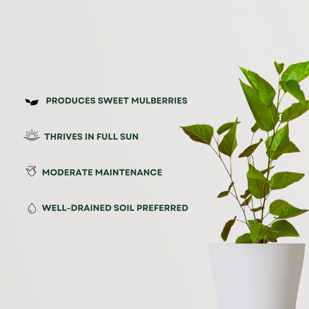 Small-sized jamun fruit plant
