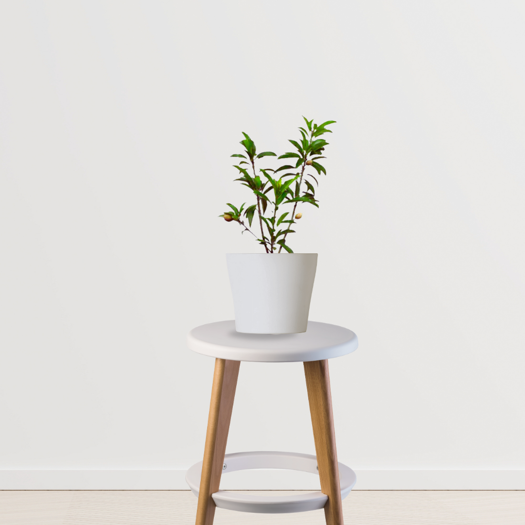 White jamun tree sapling
