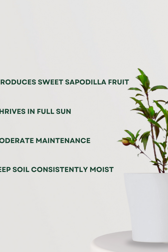 White jamun tree sapling
