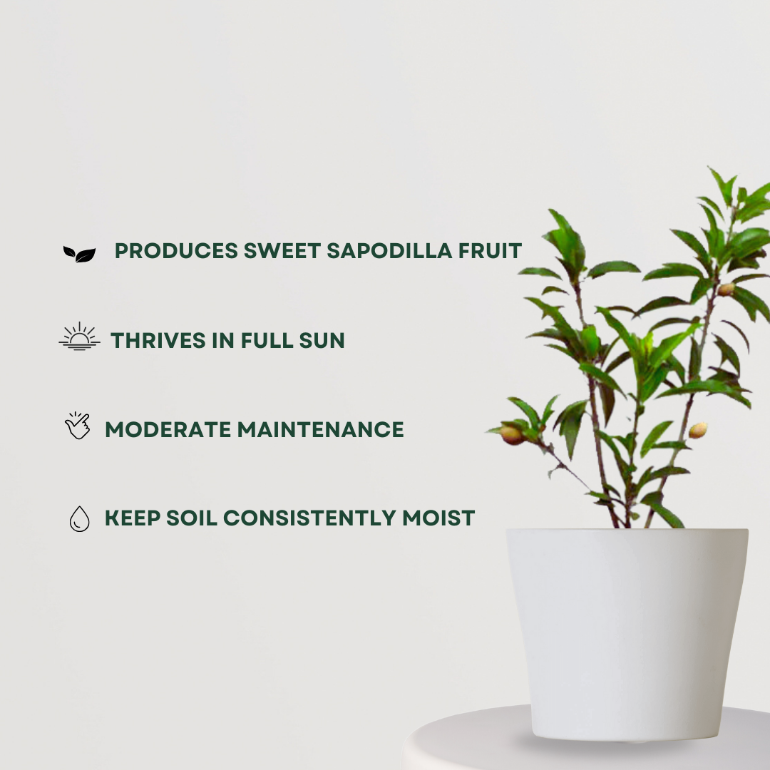 White jamun tree sapling
