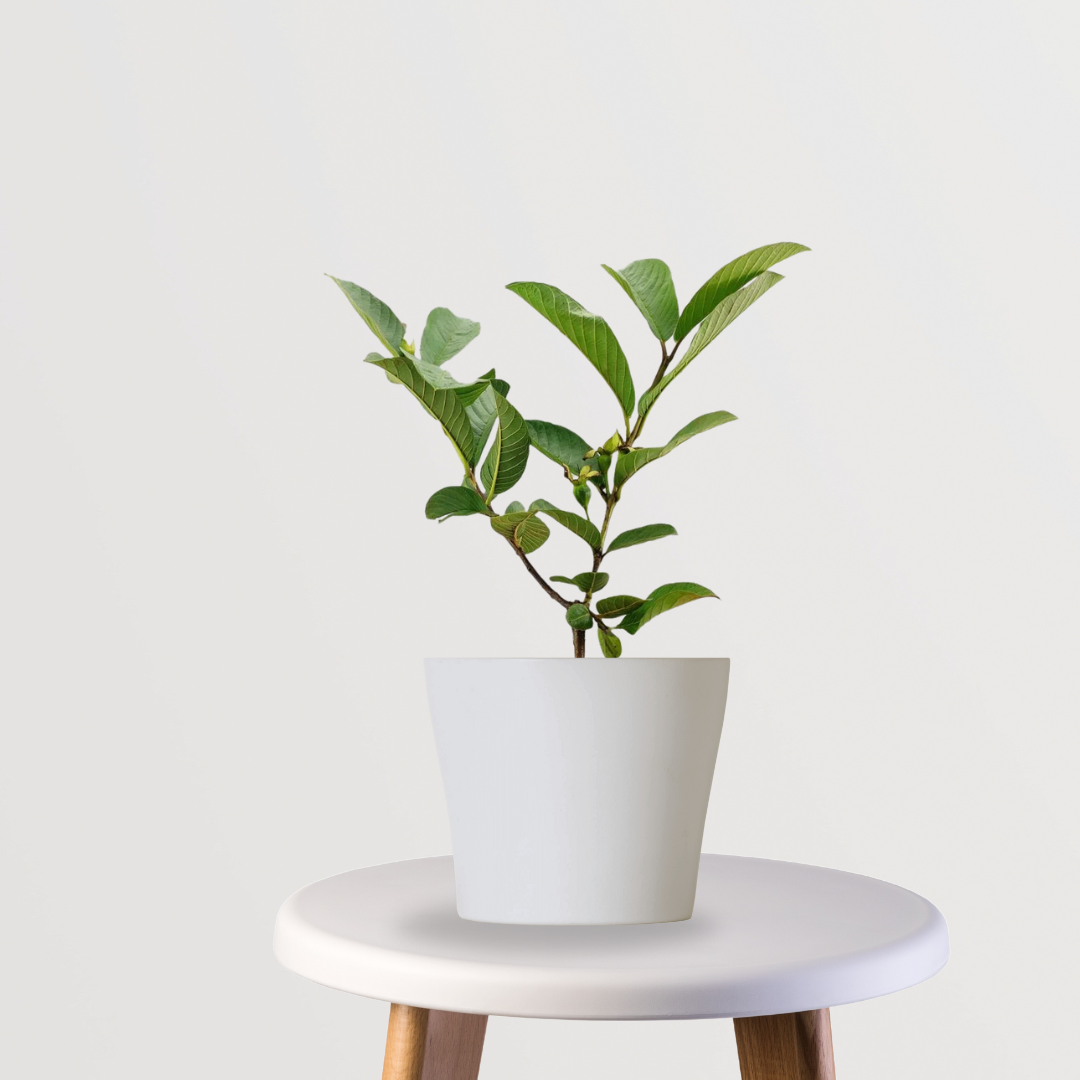 KG variety guava fruit plant
