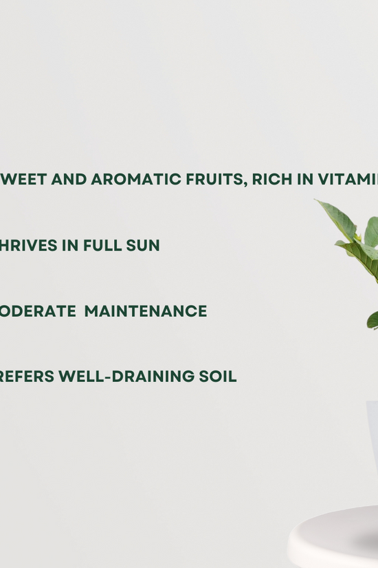 KG variety guava fruit plant
