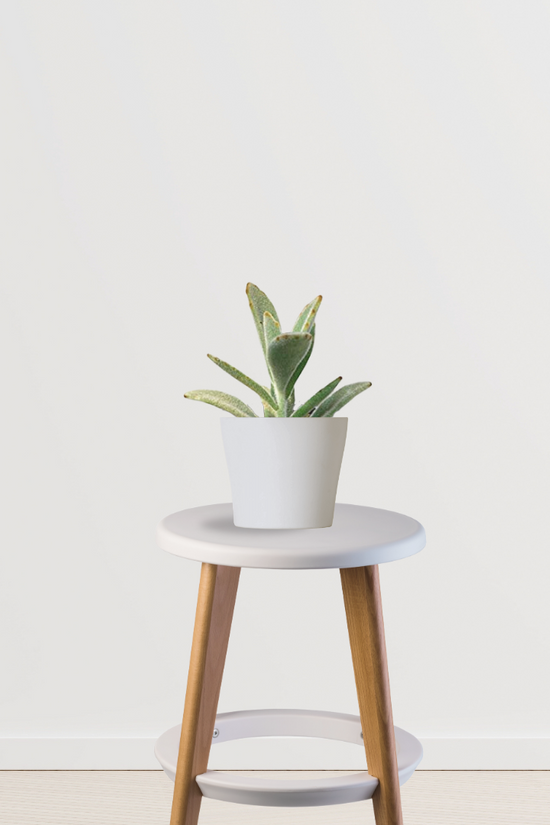 Kalanchoe plant for air quality
