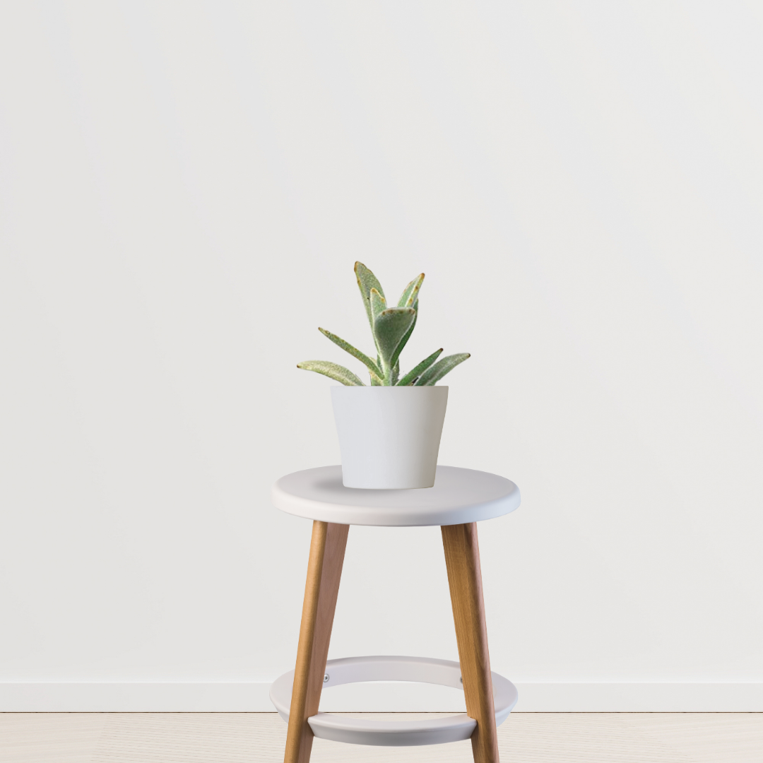 Kalanchoe plant for air quality
