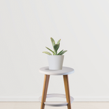Kalenchoe Plant Air Purifier Indoor Plants for Home/ Office