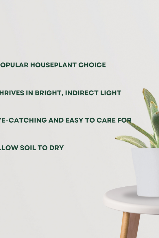 Kalanchoe plant for air quality
