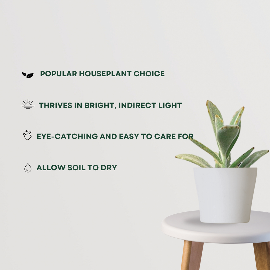 Kalanchoe plant for air quality
