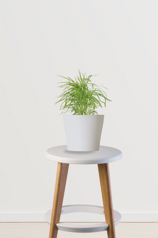 Kochia decorative garden plant
