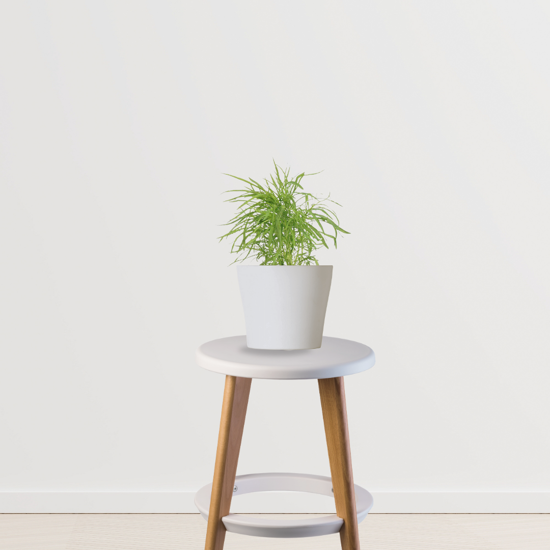 Kochia decorative garden plant
