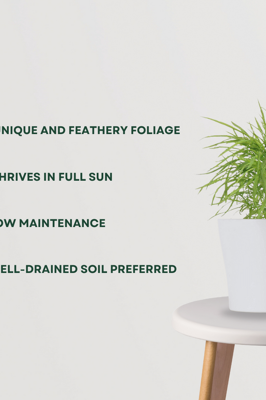 Kochia decorative garden plant
