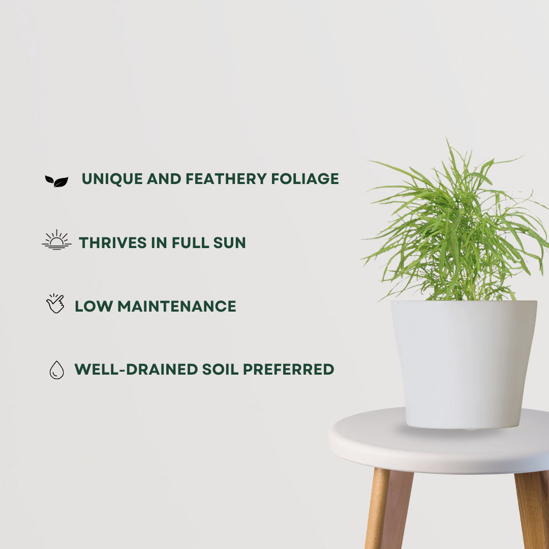 Kochia decorative garden plant
