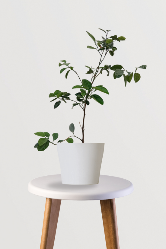 Lemon fruit tree for kitchen garden