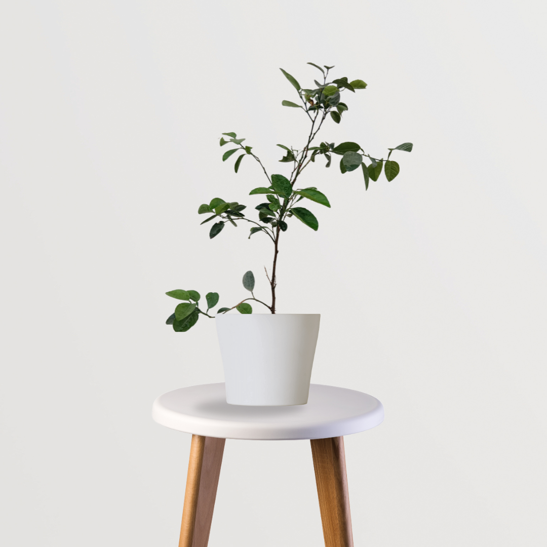 Lemon fruit tree for kitchen garden