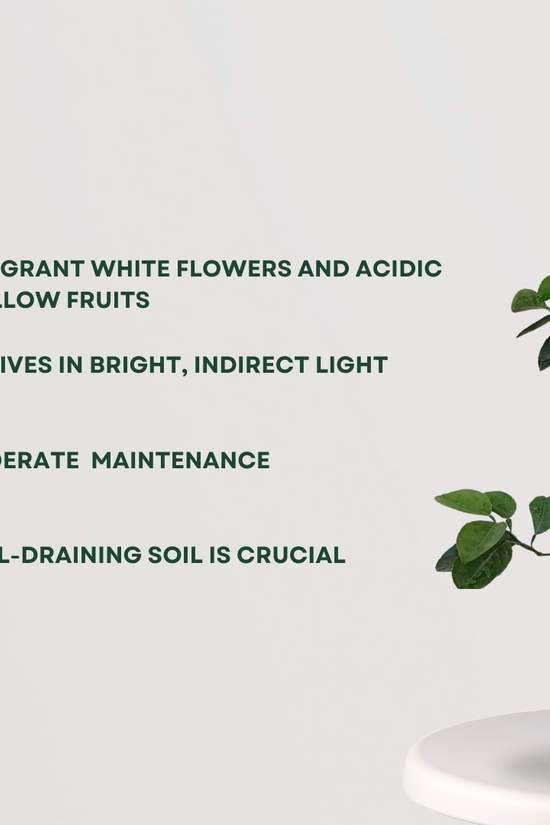 Lemon fruit tree for kitchen garden