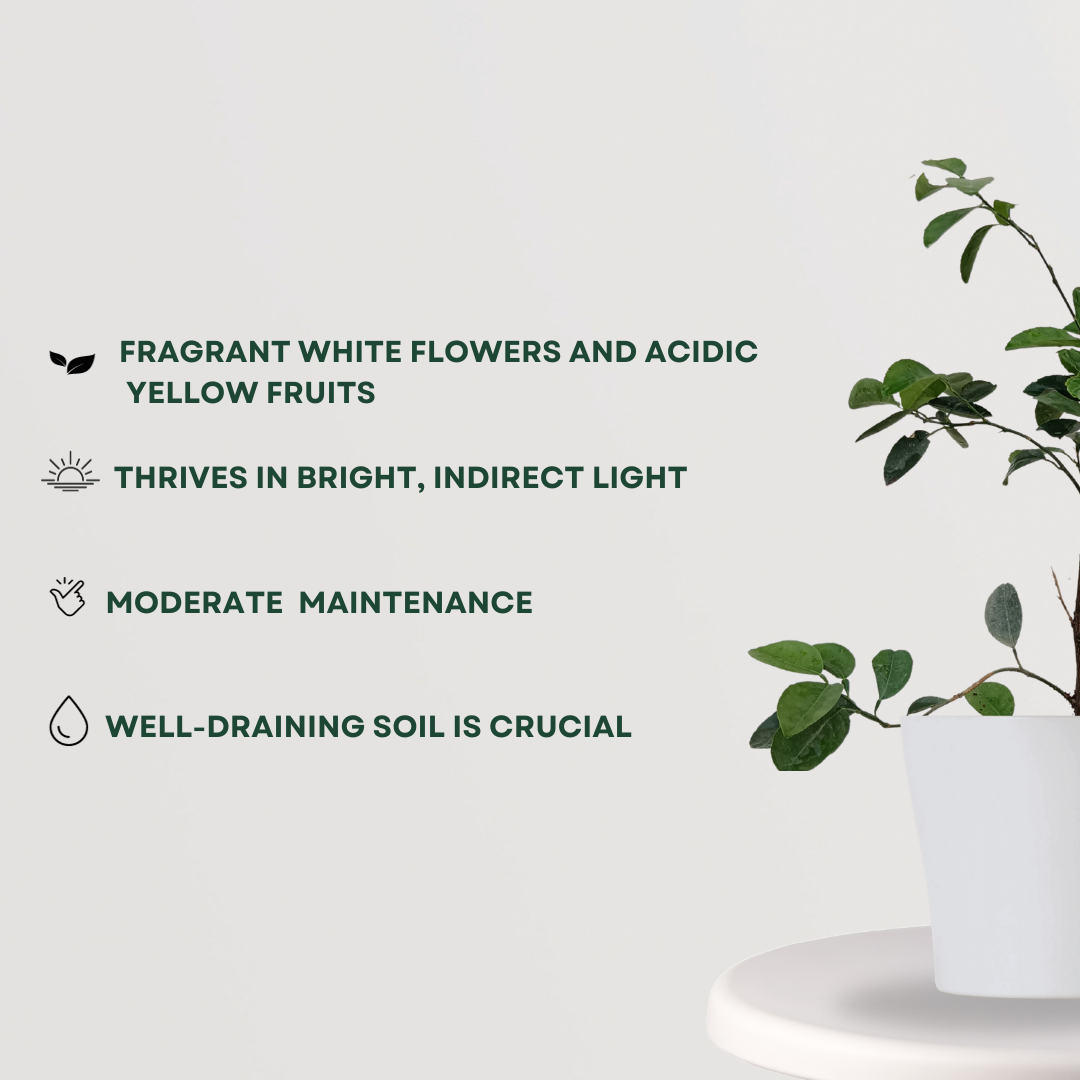 Lemon fruit tree for kitchen garden