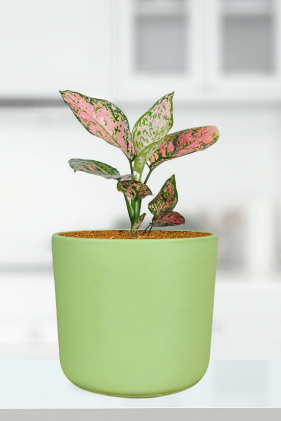 Mint color ceramic planter
