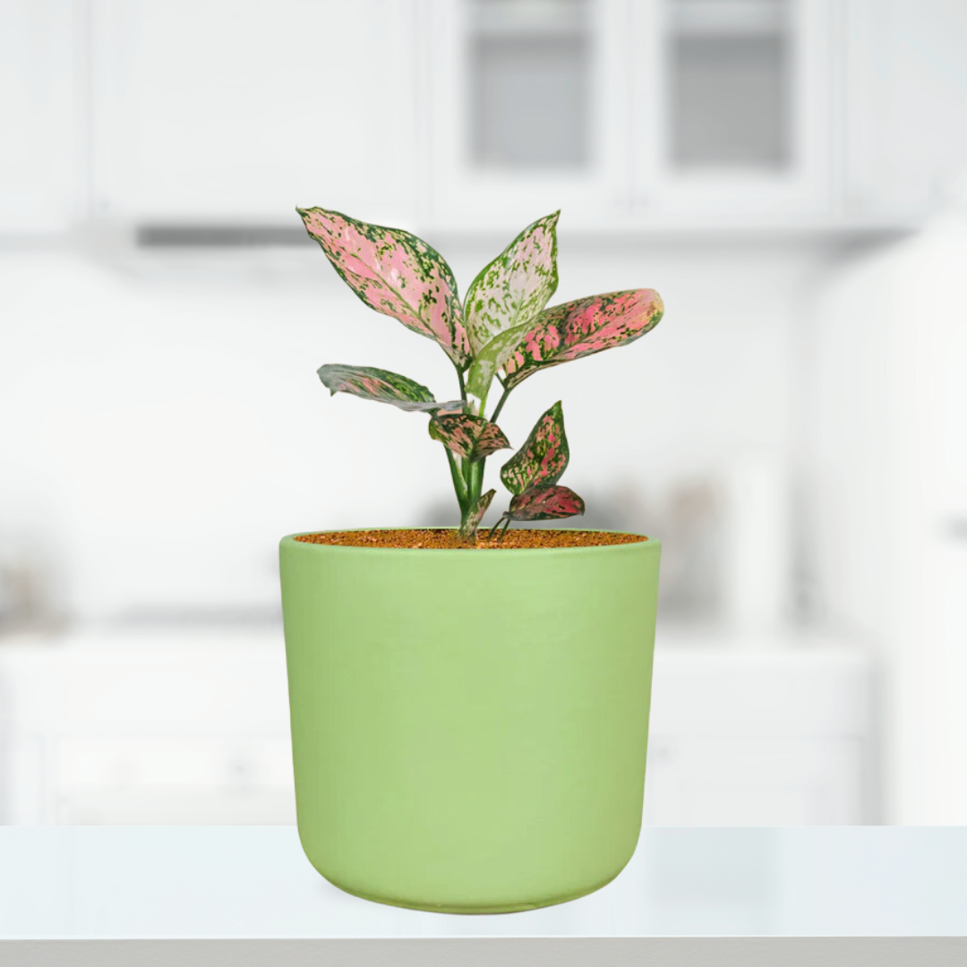 Light Green Ceramic Planter | 10cm Minimalistic Indoor Plant Pot - Gardengram