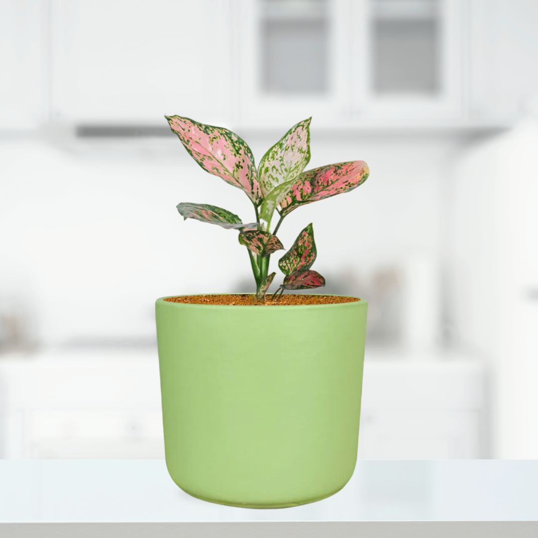 Mint color ceramic planter
