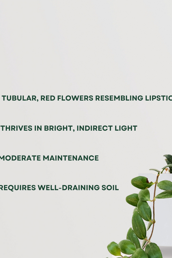 Lipstick flowering indoor vine