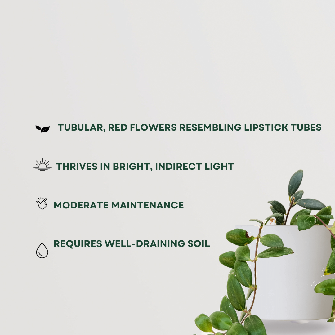 Lipstick flowering indoor vine