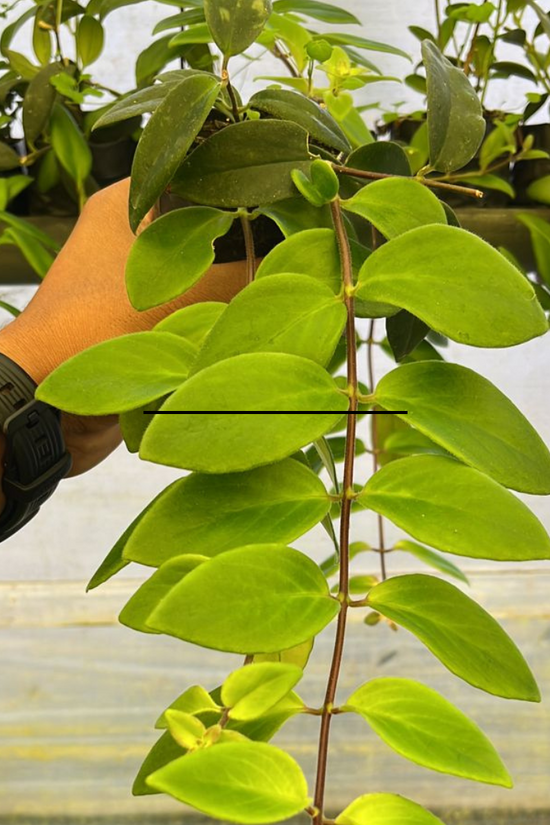 Lipstick flowering indoor vine