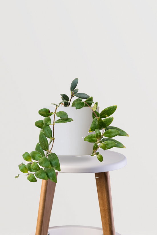 Lipstick flowering indoor vine