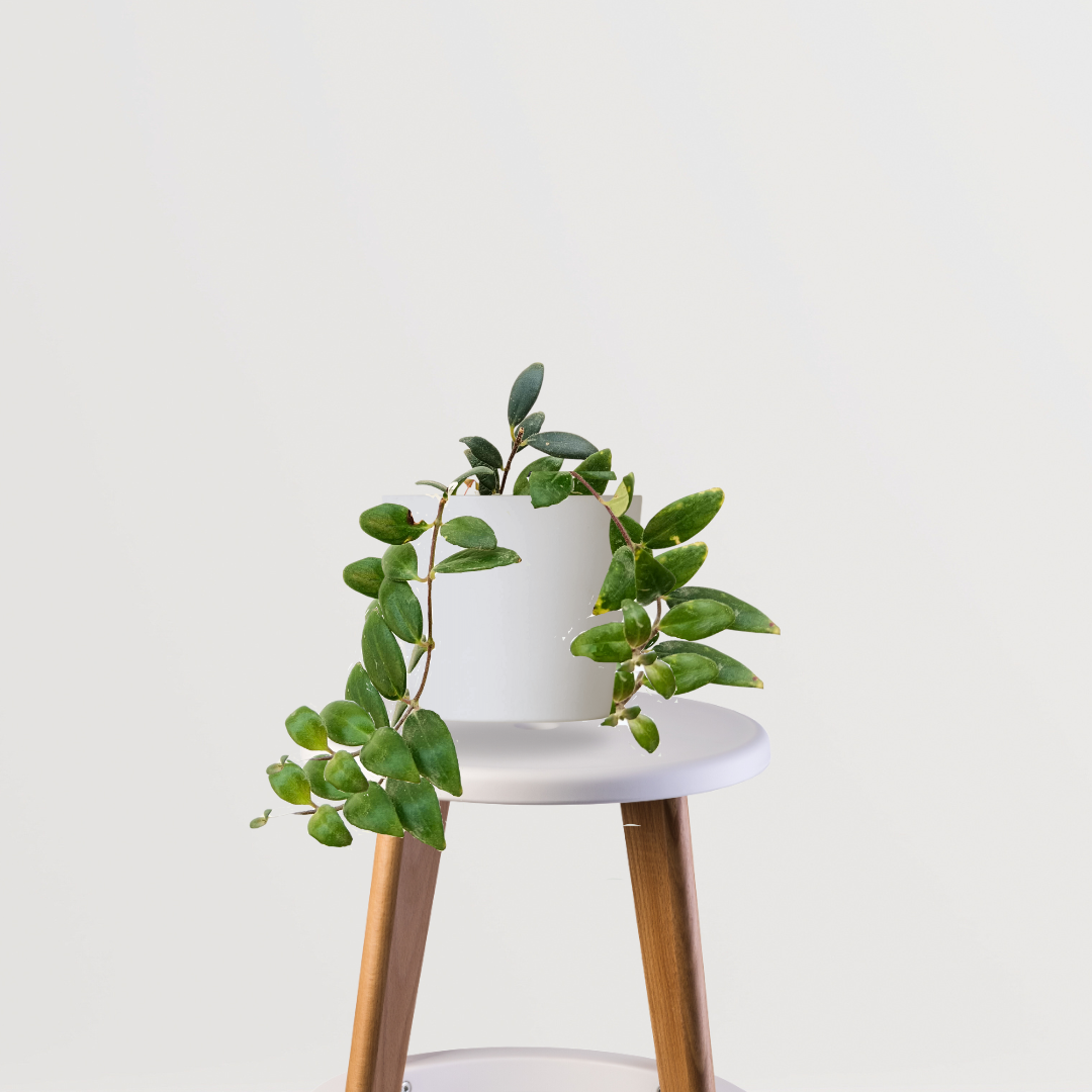 Lipstick flowering indoor vine