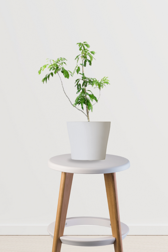 Litchi tree sapling for planting
