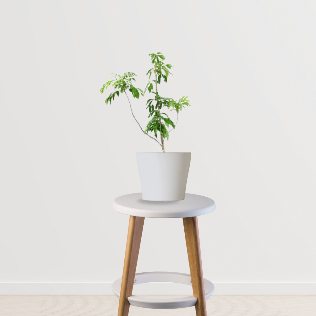 Litchi tree sapling for planting
