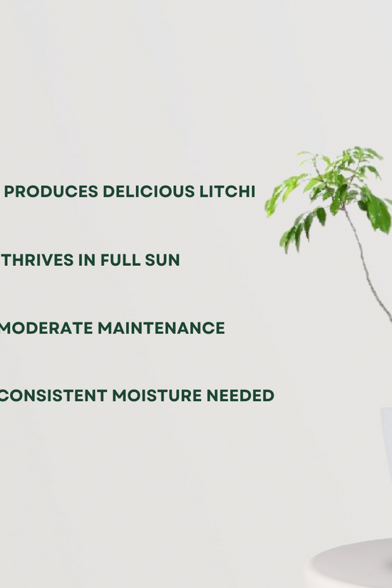 Litchi tree sapling for planting
