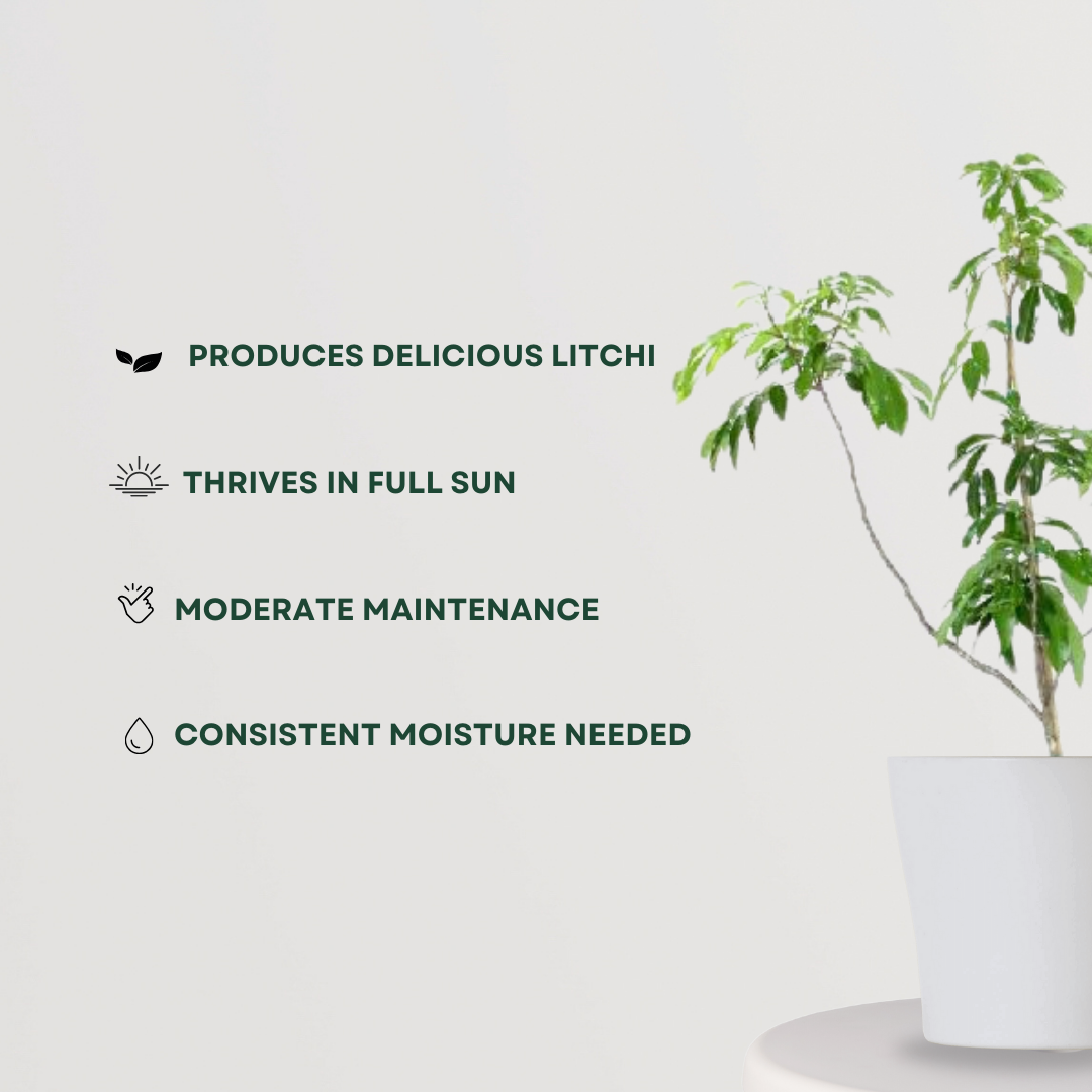 Litchi tree sapling for planting
