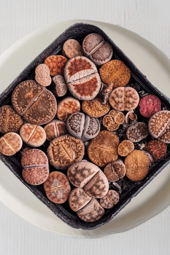 Lithops - living stone plant set
