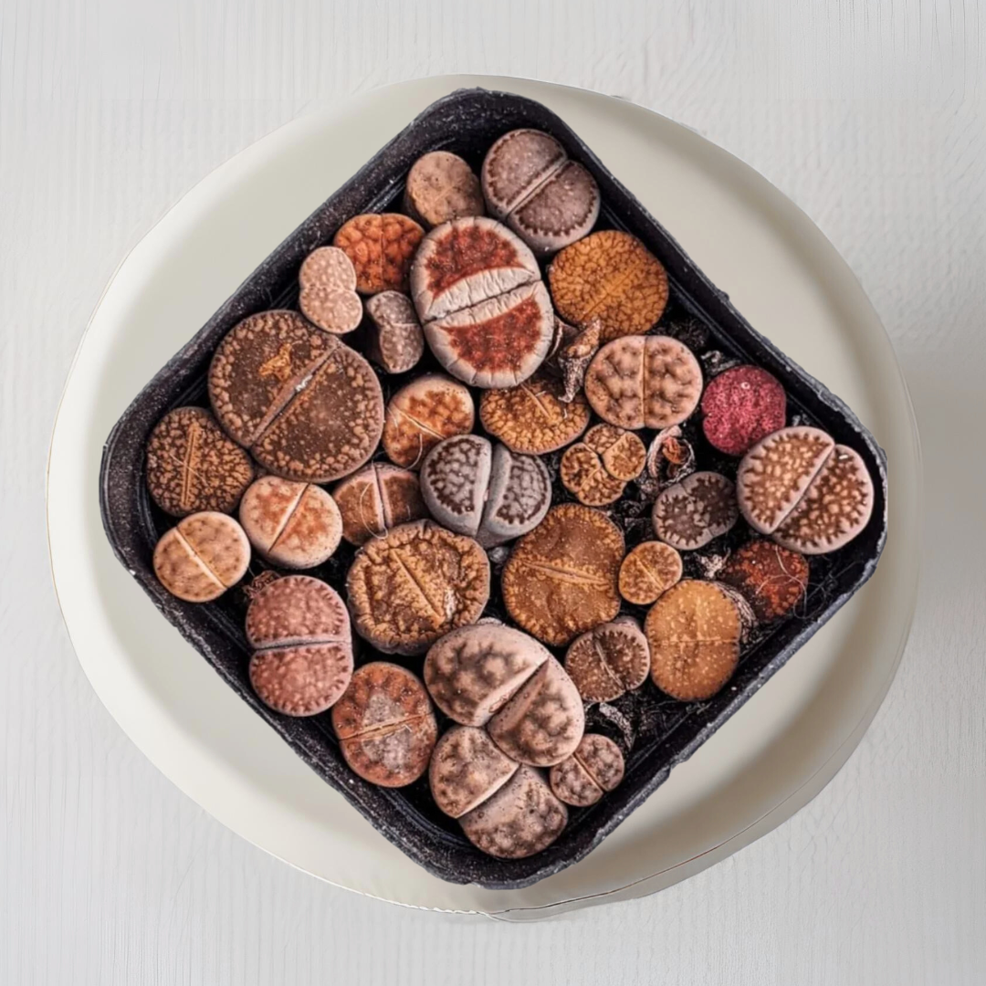 Lithops - living stone plant set
