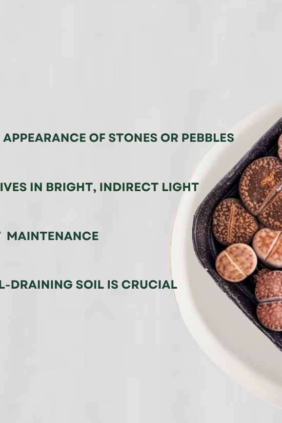 Lithops - living stone plant set
