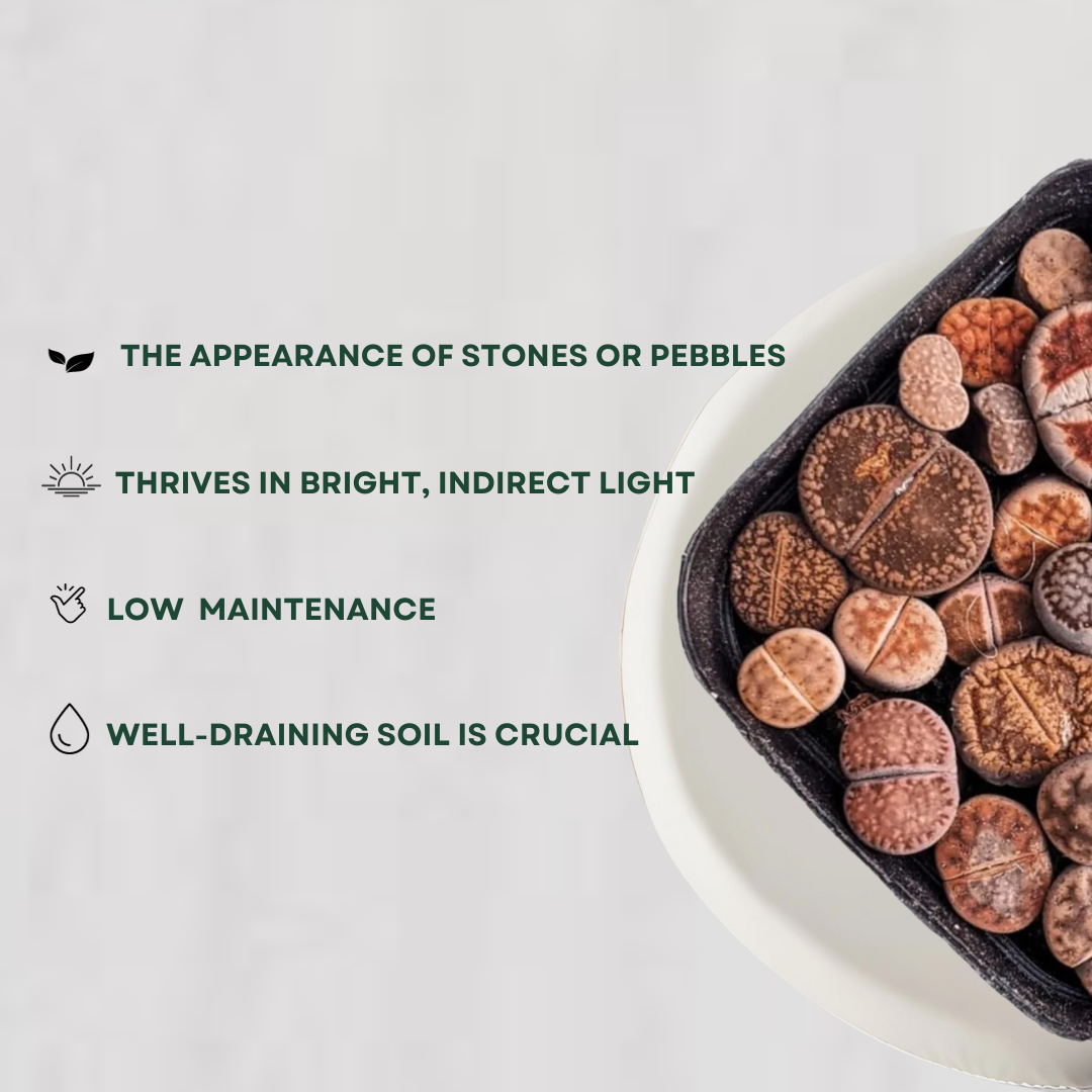Lithops - living stone plant set
