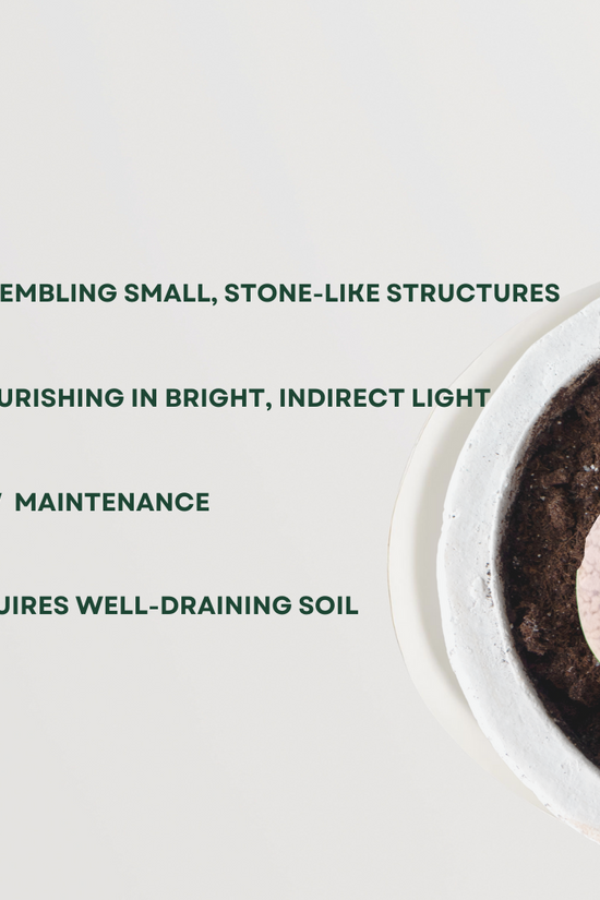 Lithops - pebble plant succulent
