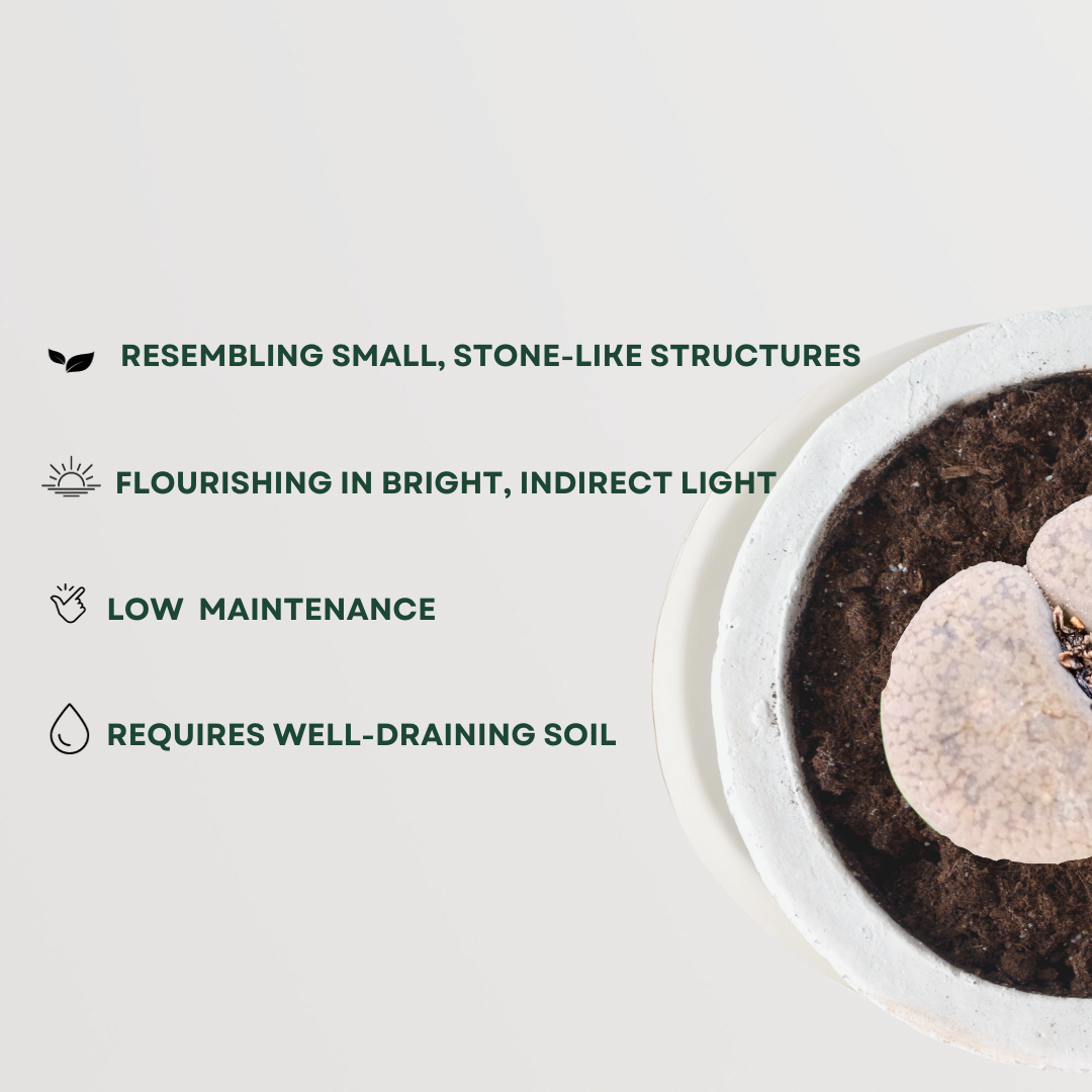 Lithops - pebble plant succulent
