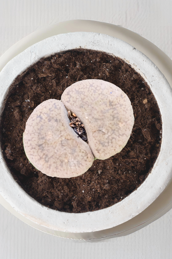 Lithops - pebble plant succulent
