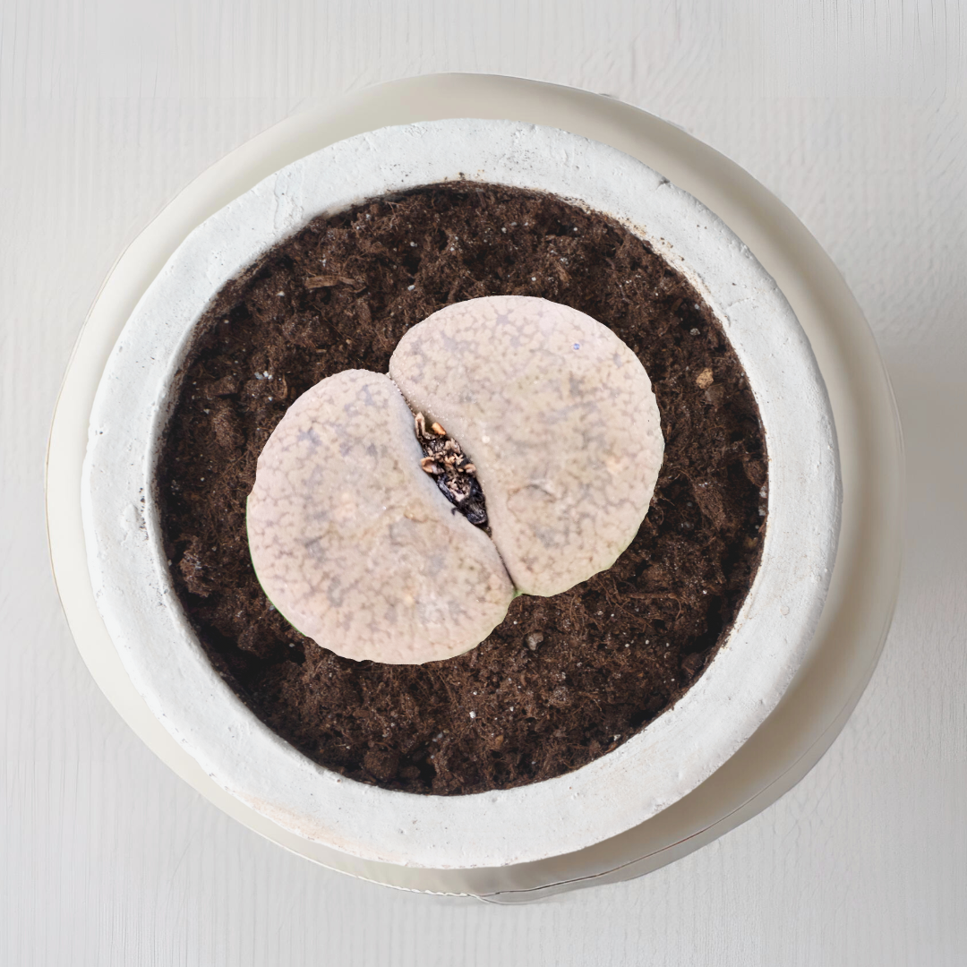 Lithops - pebble plant succulent
