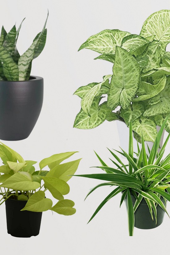 Low maintenance indoor plant combo
