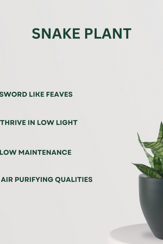 Low maintenance indoor plant combo
