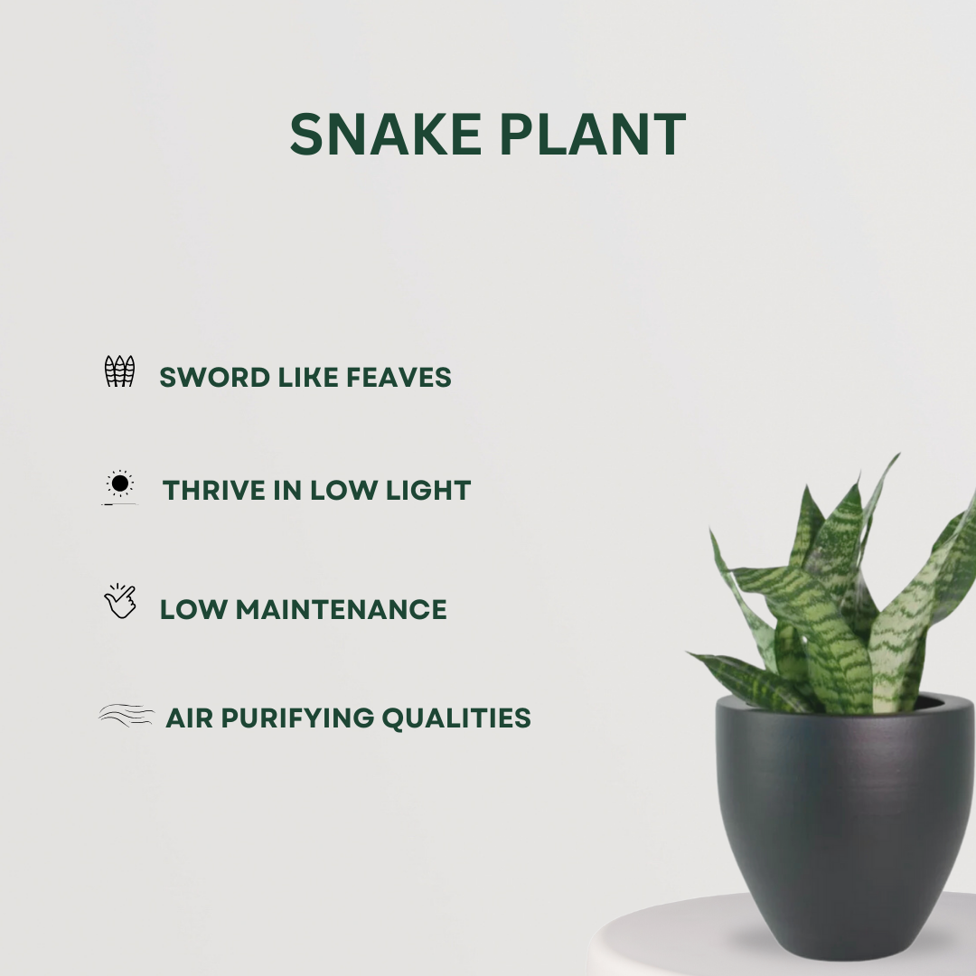 Low maintenance indoor plant combo
