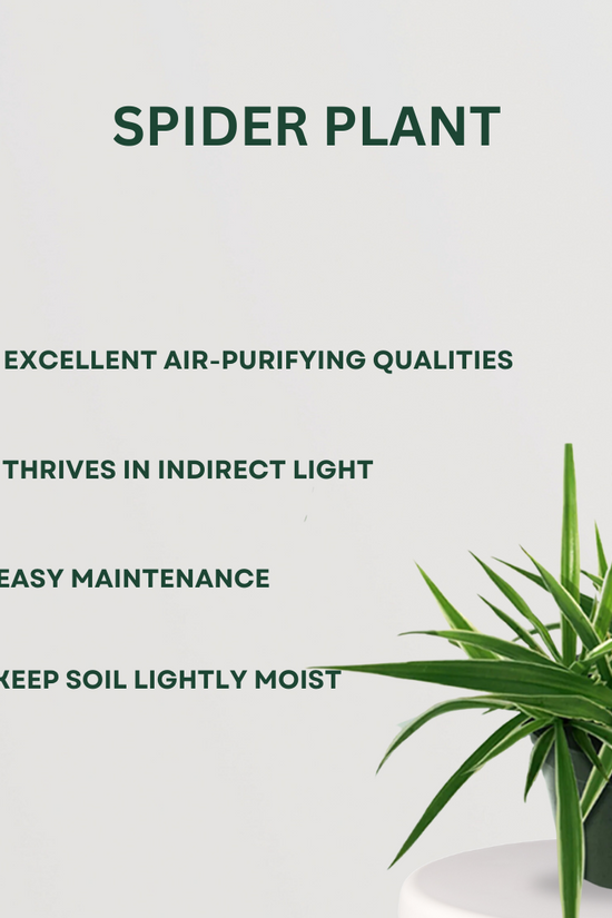 Low maintenance indoor plant combo
