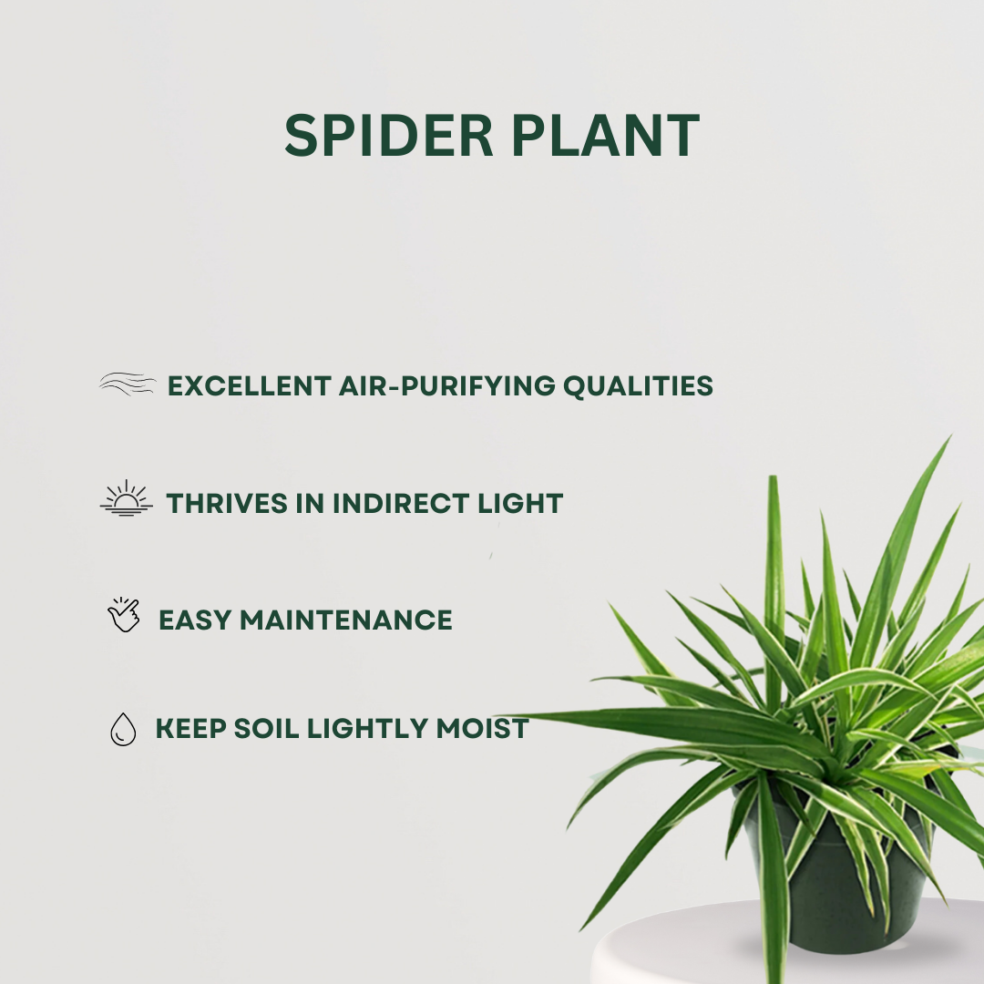 Low maintenance indoor plant combo
